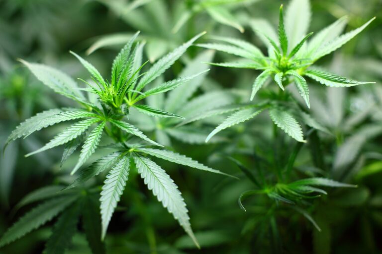 10个荷兰城市进行大麻合法化实验
