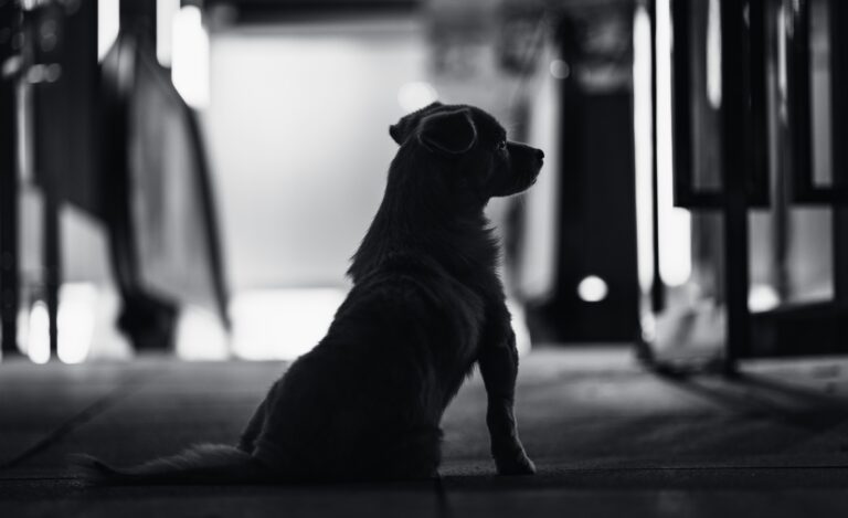 荷兰弃养猫狗增加？主要是由于高昂的兽医费用